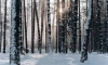 За январь в лесах Ленобласти заблудились десять человек