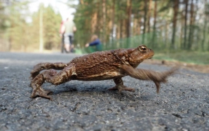 Заказник "Сестрорецкое болото" ищет волонтёров, чтобы перенести 15 тыс. жаб через дорогу