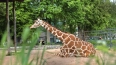 В Ленинградском зоопарке в День жирафа показали грациозную ...