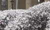 В Петербурге 27 ноября ожидается снегопад