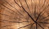 Производители мебели просят ограничить вывоз древесного сырья из России 