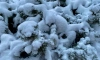 В Ленобласти 31 марта ожидается мокрый снег и до +6 градусов
