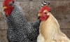 СМИ: в России может подорожать мясо птицы 