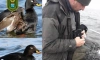 На Ладоге спасли пять редких черных уток, которые запутались в сетях