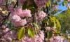 Петербуржцев пригласили в Ботанический сад посмотреть на цветущую сакуру