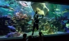 Студенты и Татьяны смогут бесплатно посетить петербургский океанариум