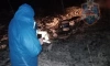 Бастрыкин заинтересовался пожаром на мусорном полигоне в Ломоносовском районе