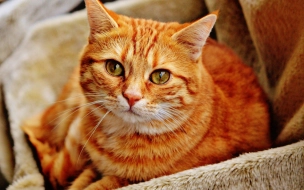 Отряд петербургских волонтёров спас кошку из Белоруссии