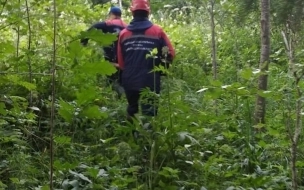 Спасатели вывели из леса заблудившуюся жительницу Ленобласти