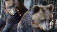 Медведи проснулись в центре "Велес" и "Приюте Белоснежки...