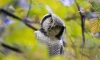 Петербургский фотограф провел фотосессию Ястребиной сове из Красной книги