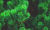 Ленобласть вошла в ТОП-10 регионов по эффективности лесного хозяйства