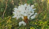 Петербуржцев предупредили о цветении ядовитого багульника на болотах Ленобласти