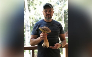 Под Петербургом нашли белый гриб весом 576 грамм