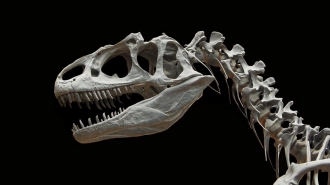 В костях динозавров нашли признаки респираторной инфекции 