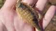 На пляже в Сестрорецке обнаружены морские тараканы