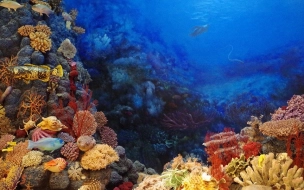 Исследование показало, что наука ничего не знает примерно о 60% обитателей морского дна  