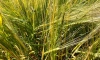 Эксперты прокомментировали планы по экспорту российского зерна на конец года 