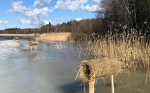 На водоемах в Выборгском районе Ленобласти установили искусственные гнезда для уток