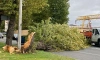 Ветер повалил полтора десятка деревьев в садах и парках Петербурга