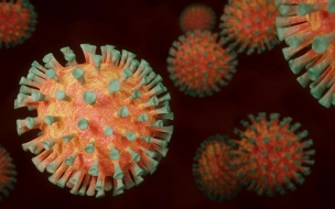 Петербург опустился на второе место по числу смертей от коронавируса за сутки