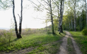 В Смольном рассказали, какой будет экотропа в заказнике "Северное побережье Невской губы"