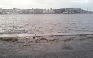 Из-за подъема воды на набережные Петербурга выбросило водоросли