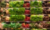 В Ленобласти за ноябрь выросли цены на мясо и овощи