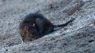 В Петербурге будут бороться с крысами