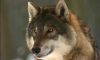 Почти полсотни волков подстрелили в Ленобласти с начала сезона охоты 