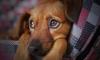 Приют для бездомных собак в Ломоносовском районе получит участок