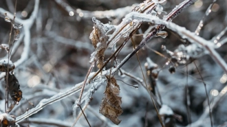 Мокрый снег, дождь и гололедица ожидаются в Петербурге 22 февраля