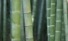 В Дендрарии Сочи вырубают единственную в России плантацию японского бамбука