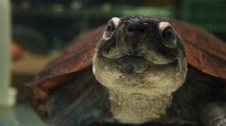 В Ленинградском зоопарке 23 мая отметят Всемирный день черепахи 