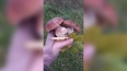 В лесах Ленобласти продолжают собирать грибы