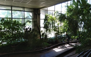 Крупные растения из Зимнего сада Ленинградского дворца молодежи ищут новый дом