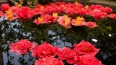 В Ботаническом саду Петра Великого можно увидеть орхидеи...