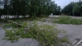В Петербурге за неделю из-за непогоды повалило 600 ...