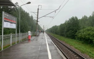 Упавшее дерево на Витебской железной дороге задержало в пути электрички