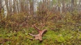 В лесах под Петербургом можно найти лосиные рога