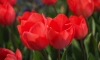 В Гатчине к весне 2024 года распустятся тюльпаны
