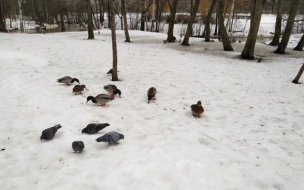 Снег и небольшой морозец ожидаются в Петербурге 31 января