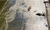 В пруду Удельного парка погибли две утки 