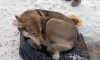 Собаку, брошенную на морозе бывшими хозяевами, продолжают всем миром спасать жители Ленобласти
