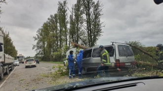 На подъезде к Гатчине водительToyota скончался, врезавшись в упавшее дерево