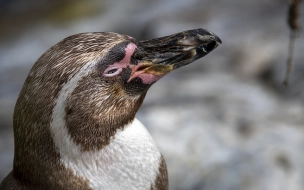 Палеонтологи нашли в Новой Зеландии окаменелости гигантских пингвинов 