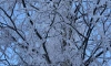На севере Ленобласти 28 декабря похолодает до -23 градусов