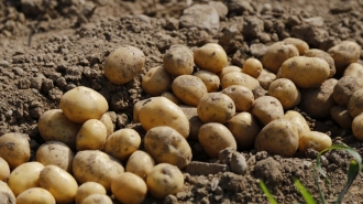 За год в Ленобласти удалось собрать более 375 тонн картофеля и других овощей