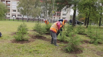 В Петербурге началась акция по посадке деревьев жителями города