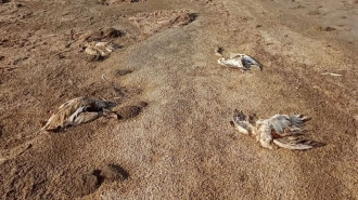В Калмыкии массово погибли дикие птицы